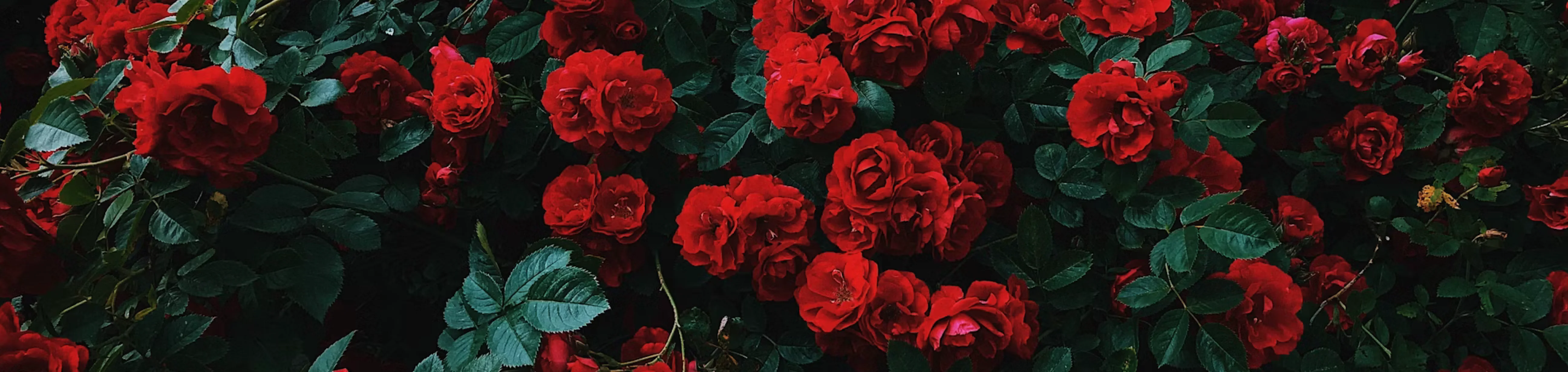 Irresistible Attraction, Scientifically Perfected